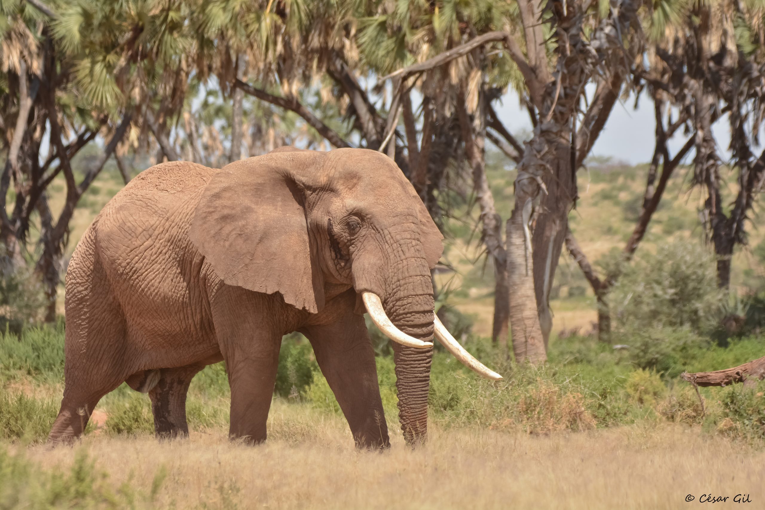 Explorando los áridos parajes de Samburu