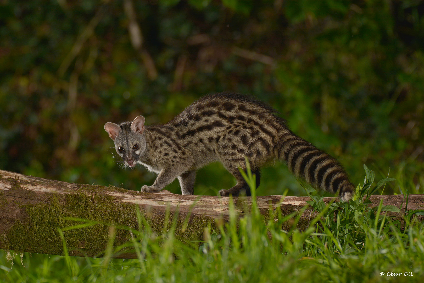 Cara a cara con la bella matadora