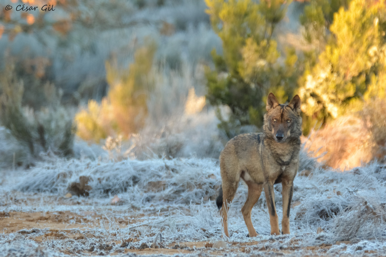 El día que un lobo y yo nos miramos a los ojos
