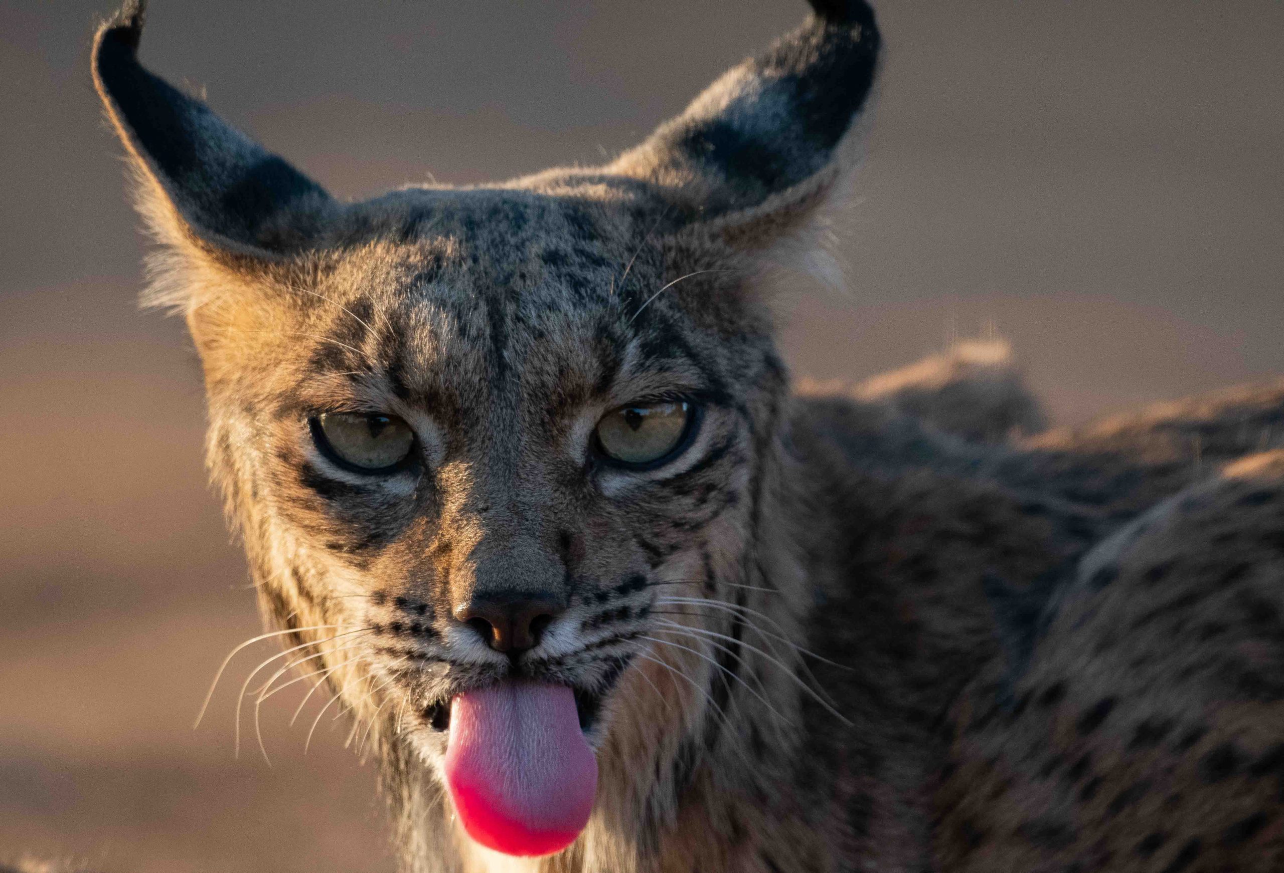 Verano´21. Un viaje por la España mediterránea