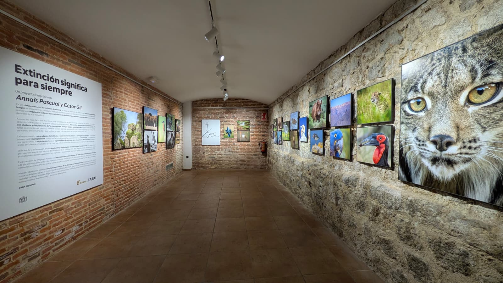 Extinción significa para siempre